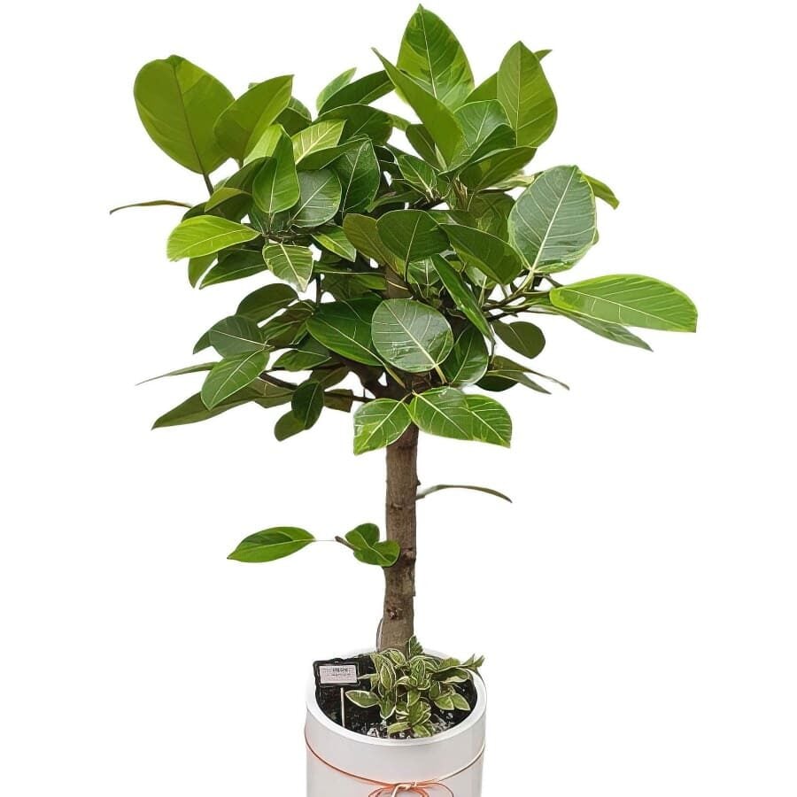 Plant-Lastica (Standard(S) )
