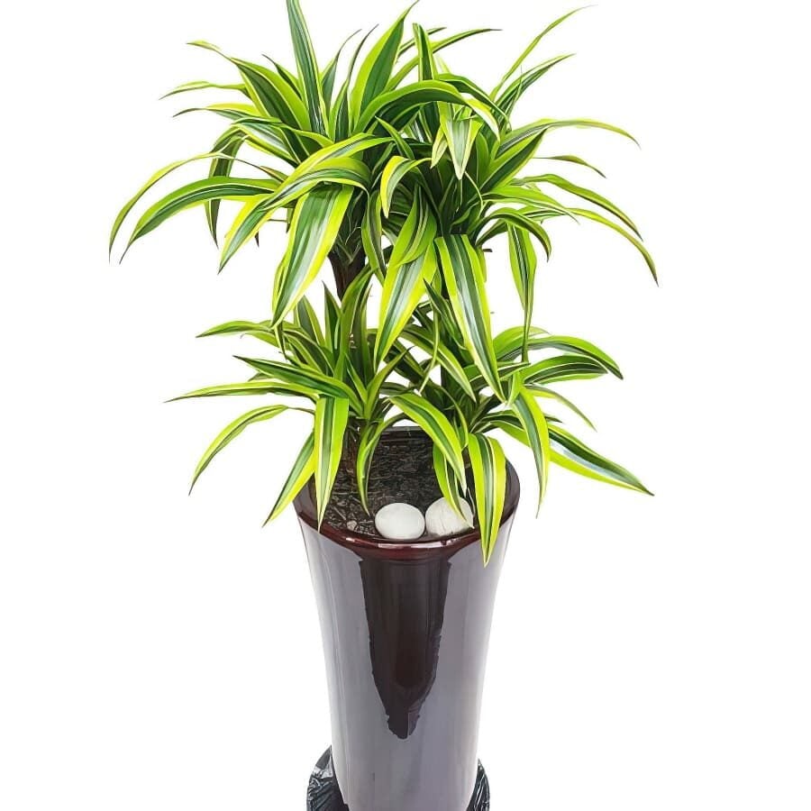 Dracanea Lemon Lime (Standard(S) )