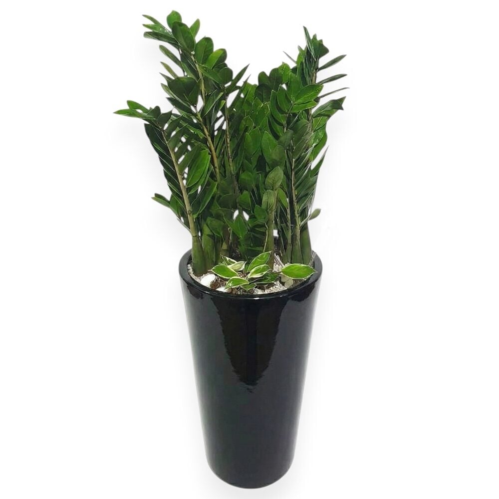 ZZ Plant (Standard(S) )