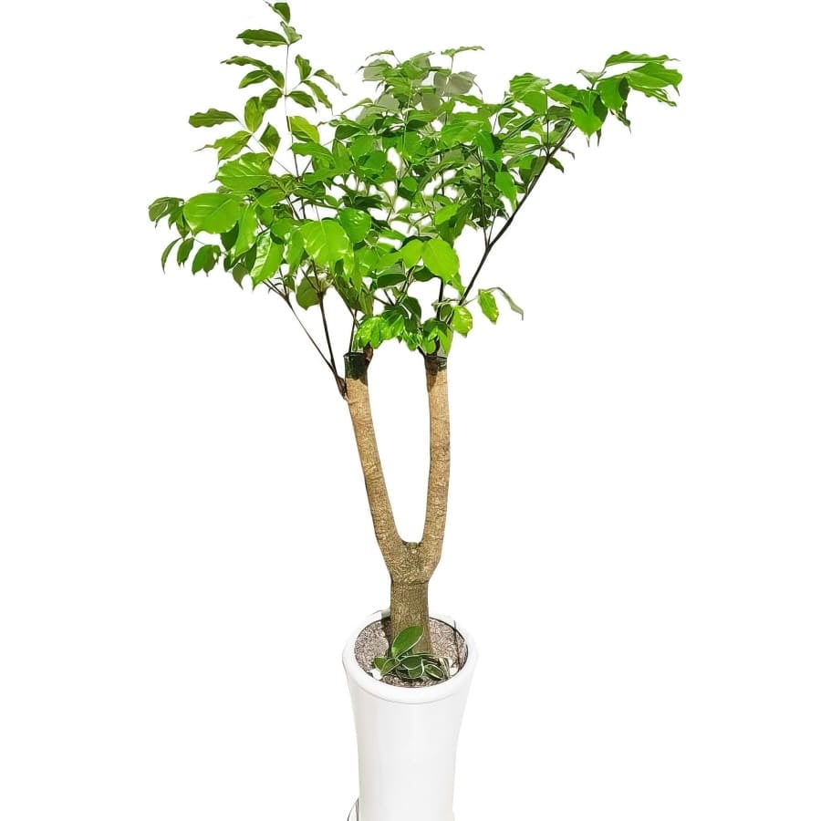 Happy Tree (Standard(S) )