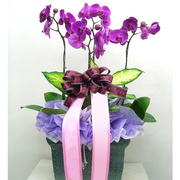 moth orchid-6 (Small)