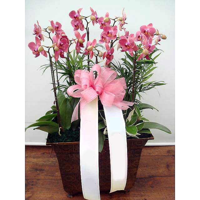 Moth orchid-8 (Small)