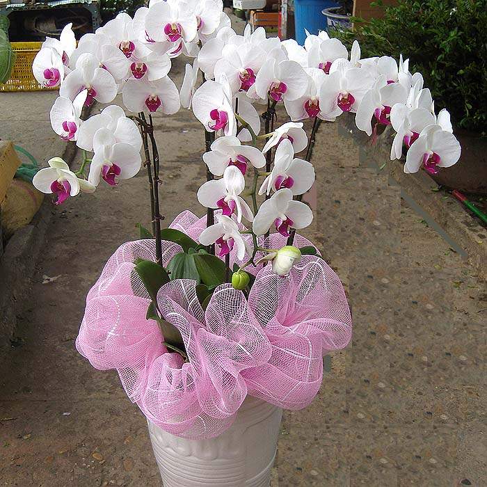 Moth orchid-9 (Small)