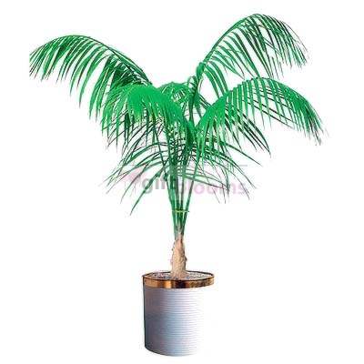 Kencha a palm (Small)