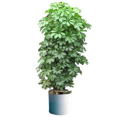 Hong-Kong palm (Small)