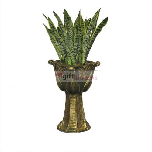 Sansebaeria-3 (Small)
