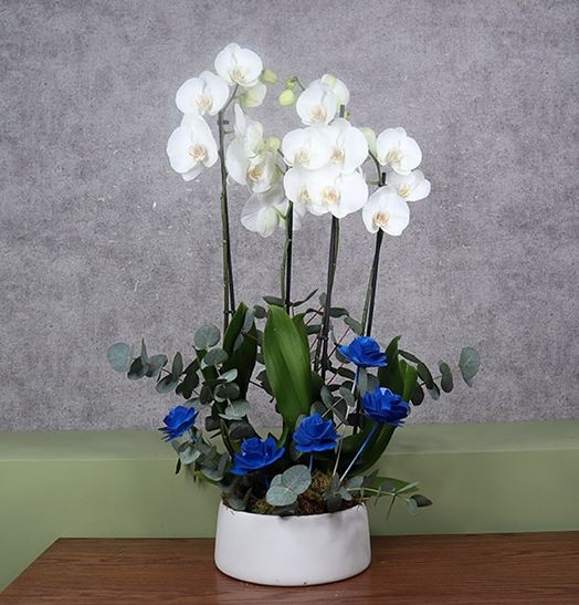 Fathers Blue Rose