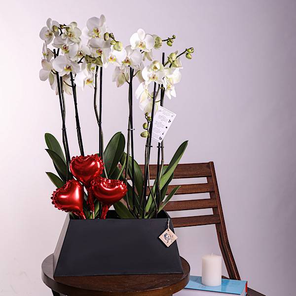 Love Orchid 10