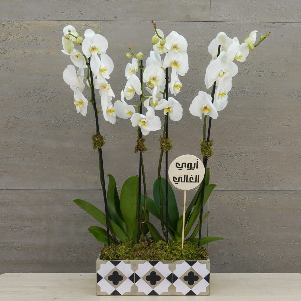 White Orchid