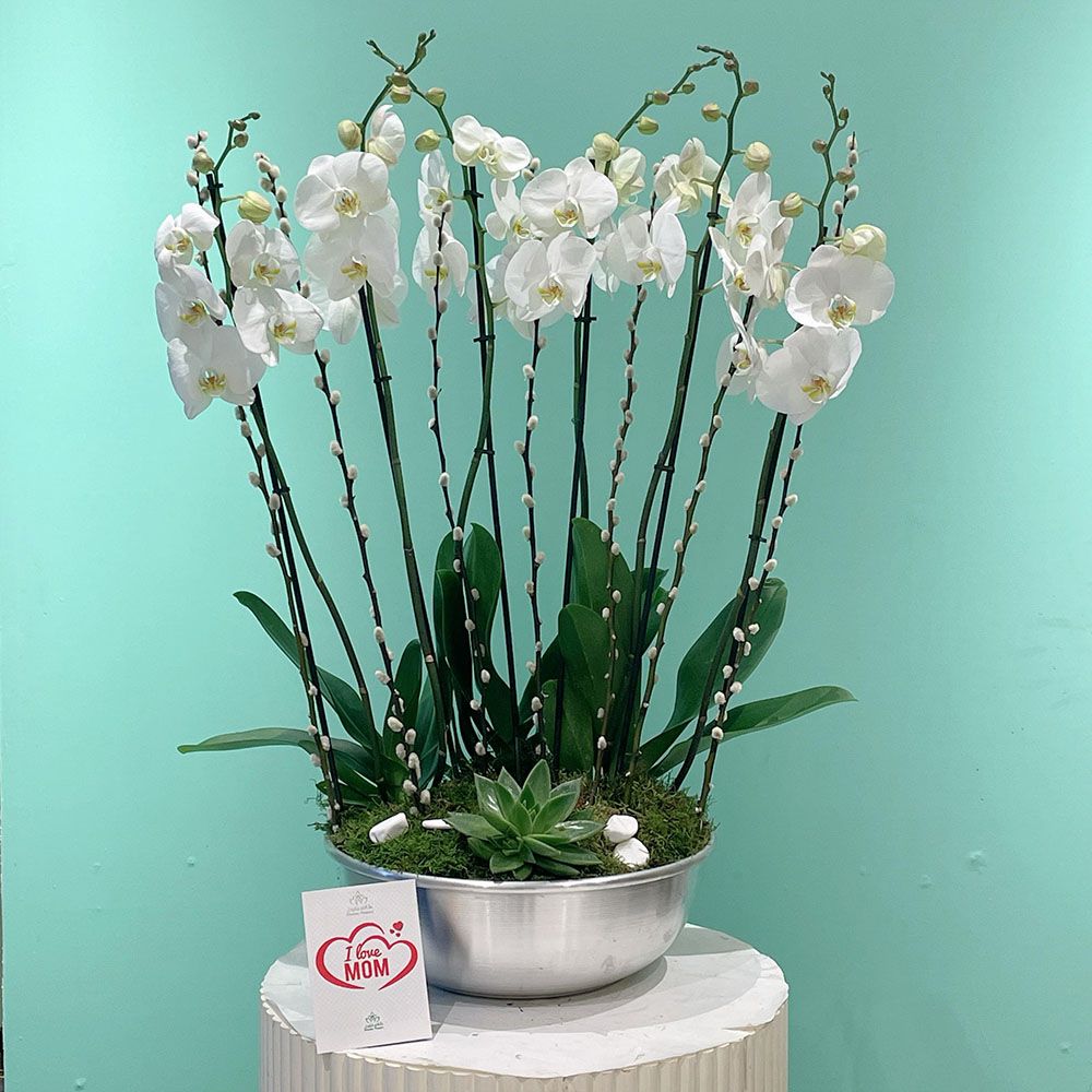 Fantasy Orchid
