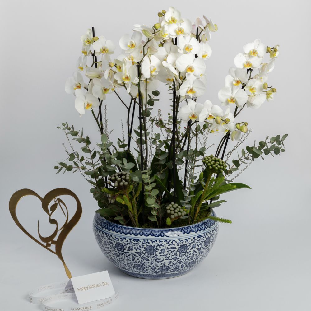 Orchid