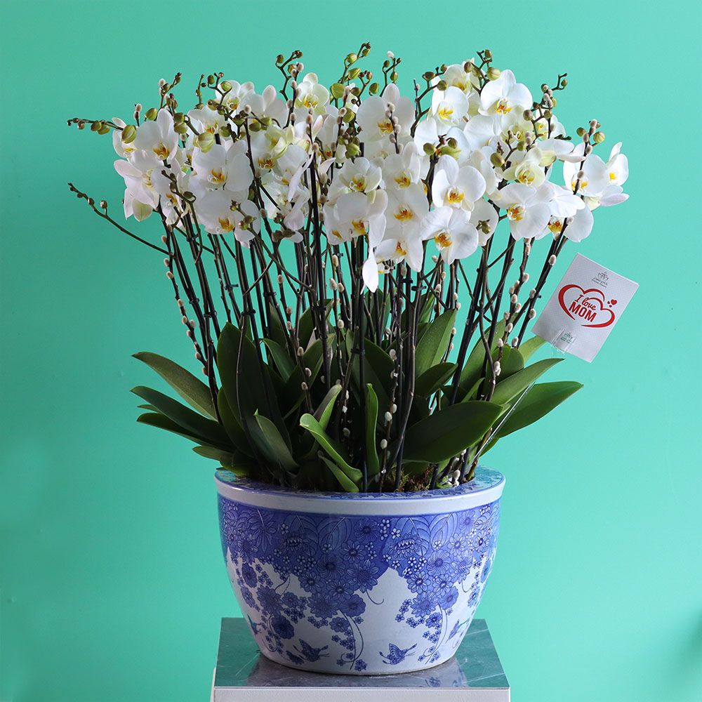Emperor Orchids