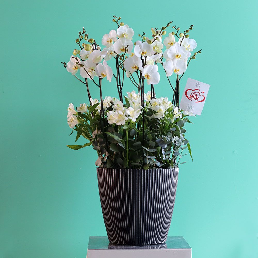 Bloom White 1