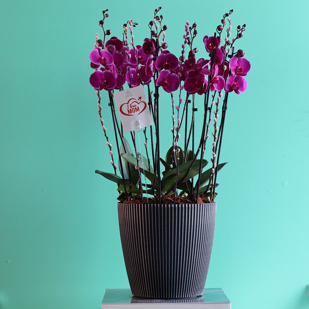 Bloom Purple