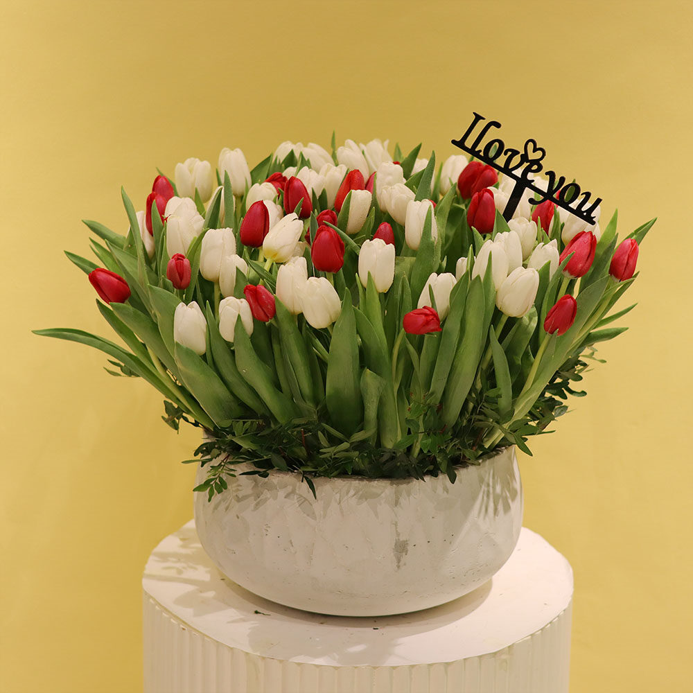 Amazing Tulip