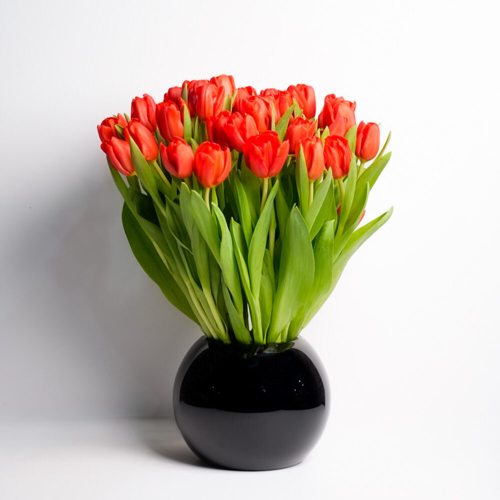 Red Tulips