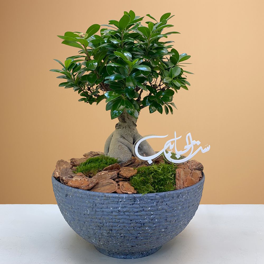 Grey Bowl Bonsai