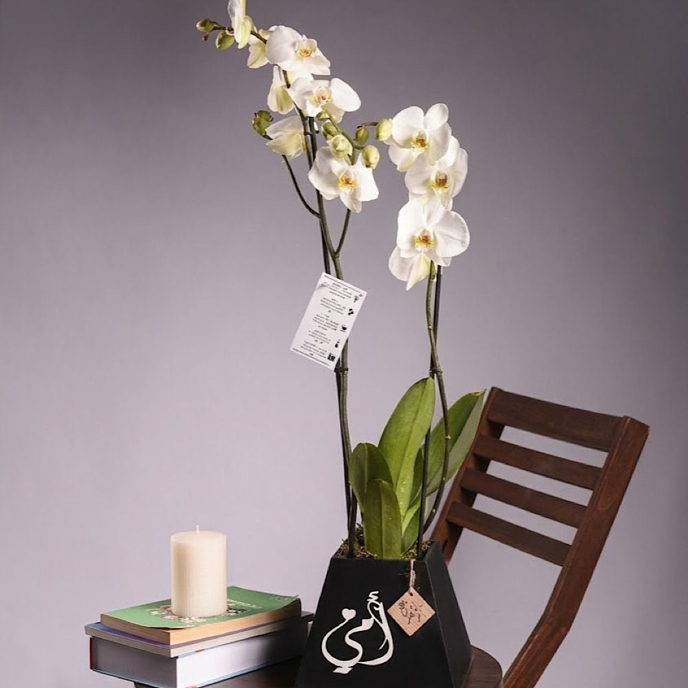 Omii Orchid