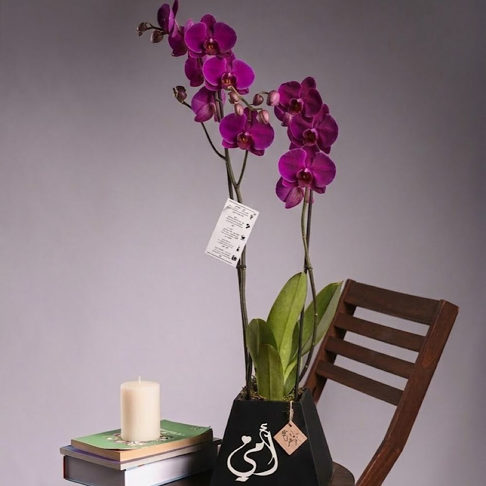 Omii Orchid 2