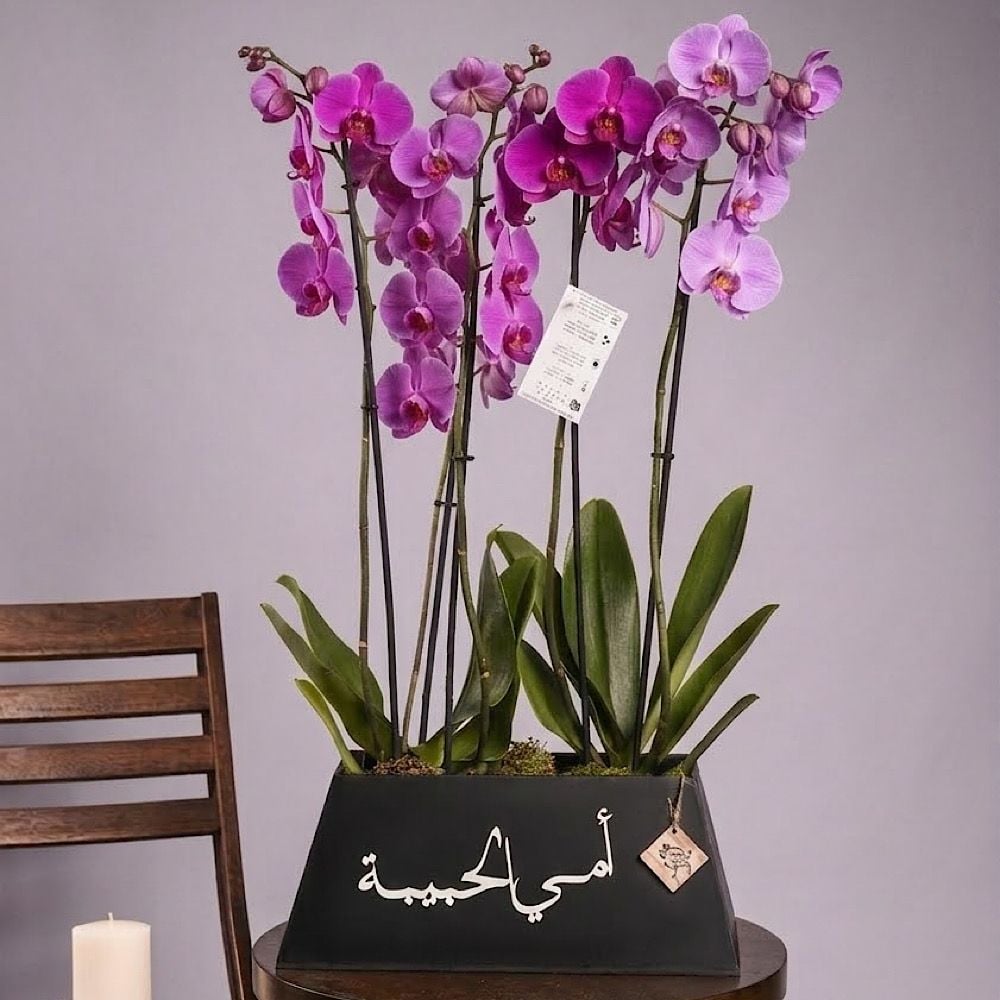 Omii Alhabiba Orchid 2