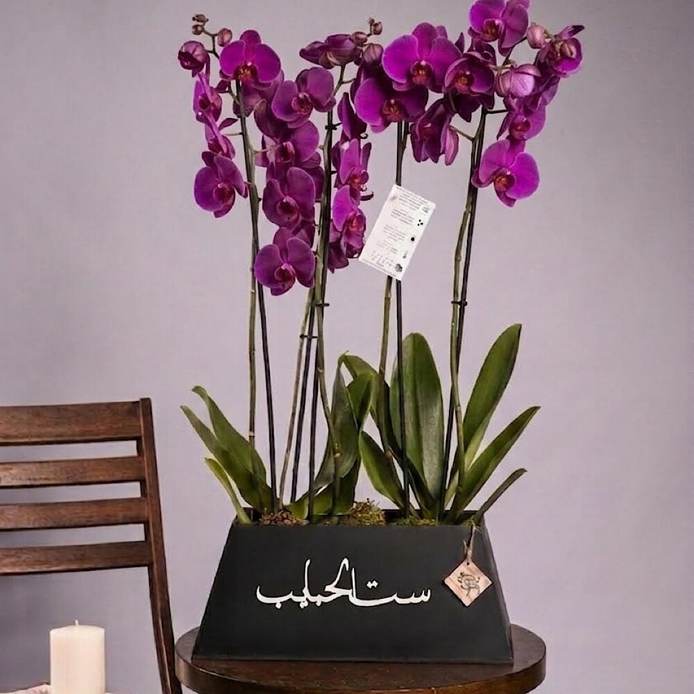 Set Alhabaib Orchid 2