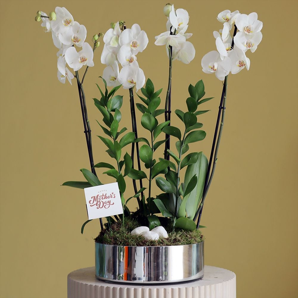 Lovely Orchids