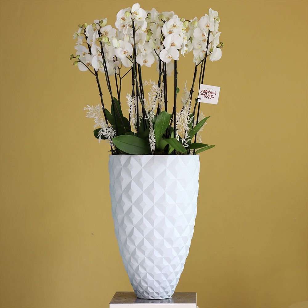 Special Bloom