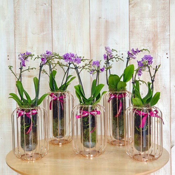 5 Mini Orchids Purple