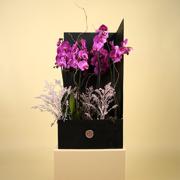 Signature Delight Purple