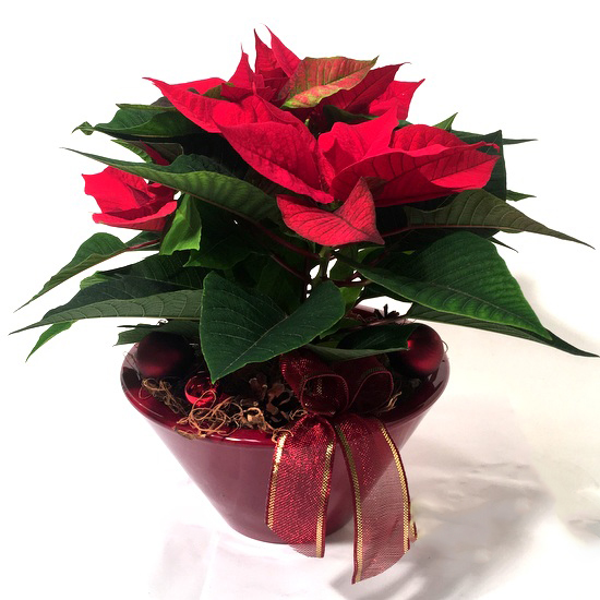 Arrangement with Poinsettia in a red vase decorated