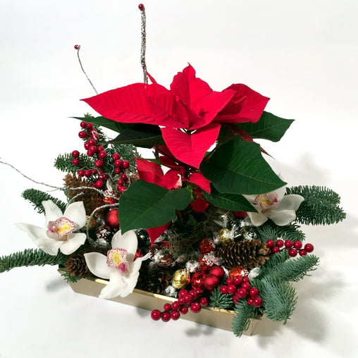 Big arrangement: Red pointsettia, orchids, decoration, Lindt choclates