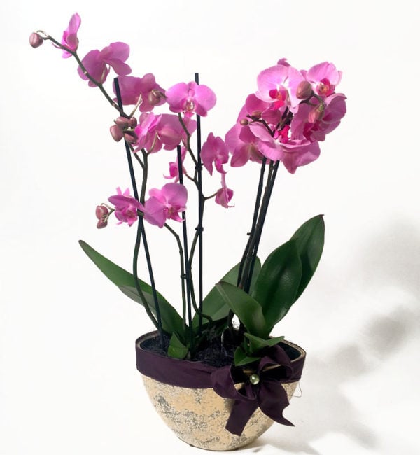 Luxorious arrangement with Phalaenopsis orhids in decorative vase