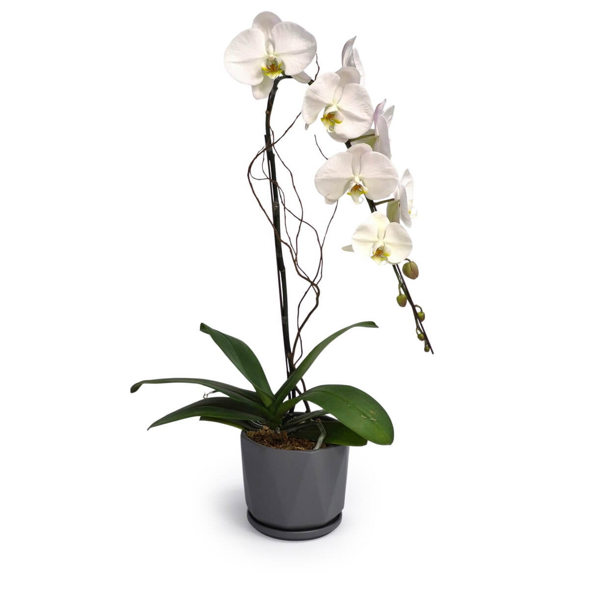 Dancing Orchids