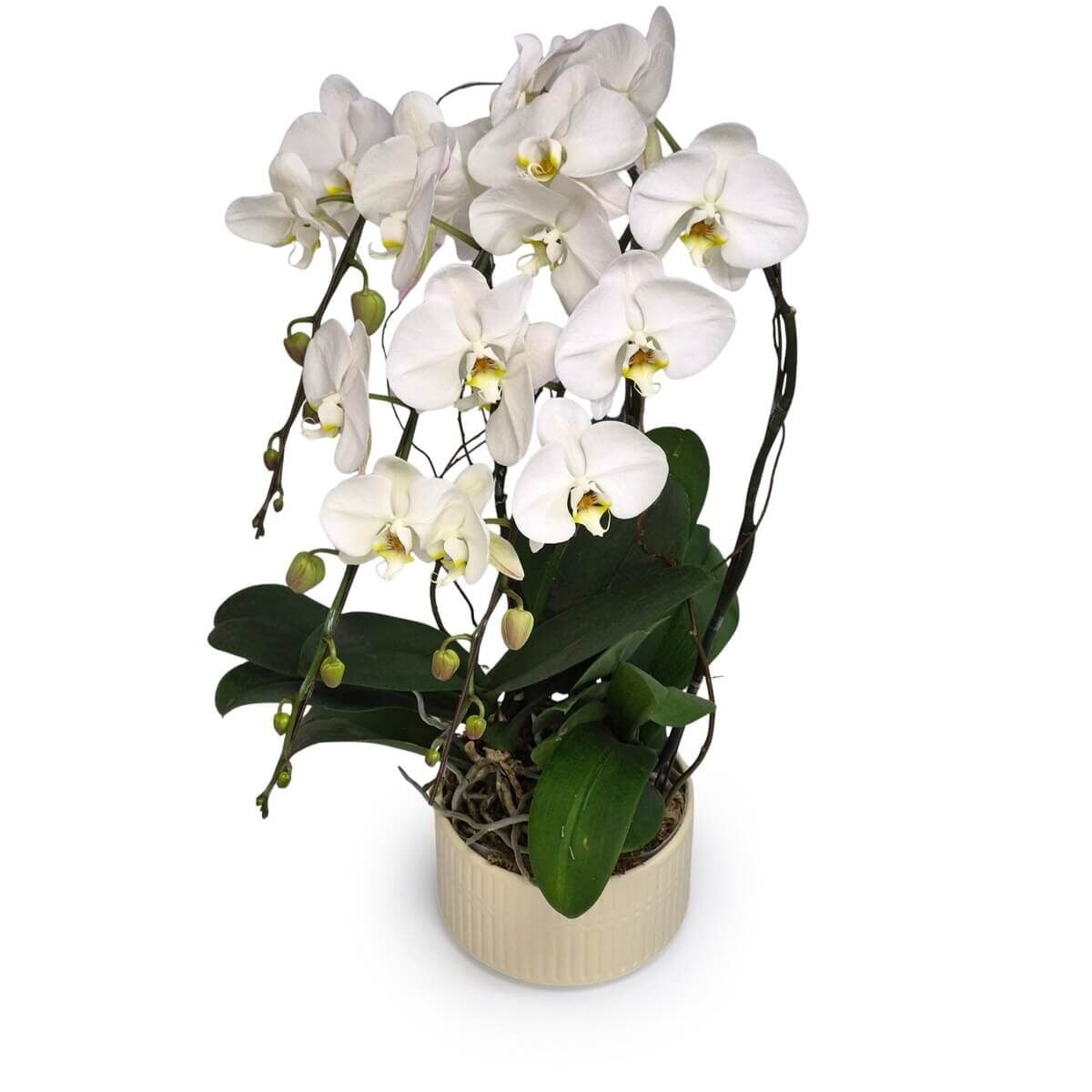 White Butterflies
