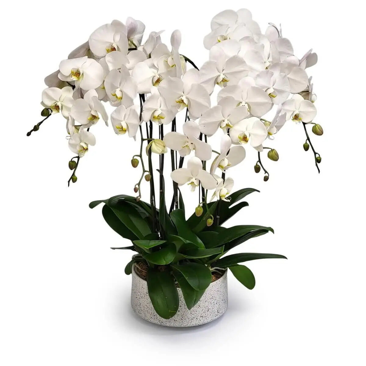 White Phalaenopsis