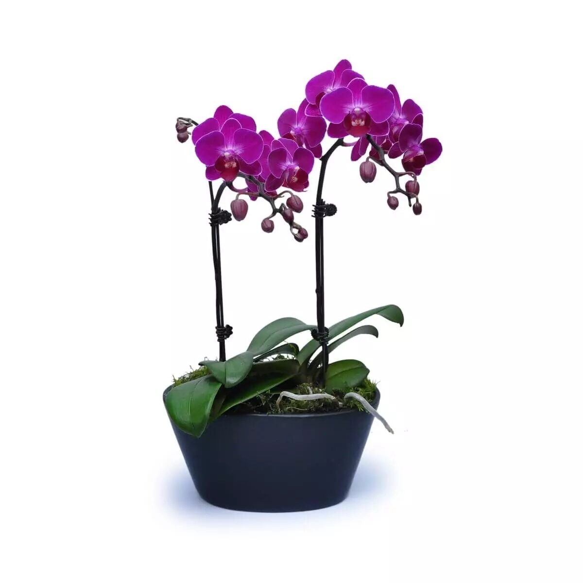 Mini Purple Orchids 6