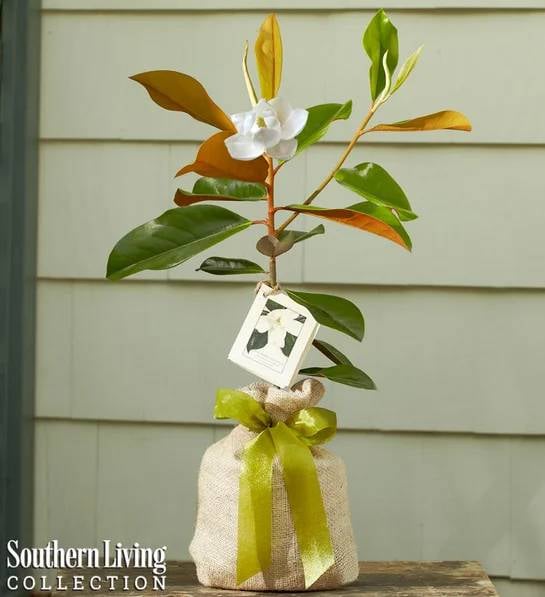 Magnolia Tree (Small)