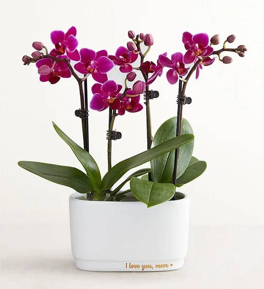 I Love You, Mom Mini Orchid