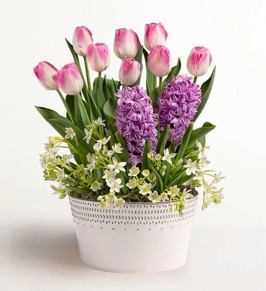 Sweet Serenity Bulb Garden