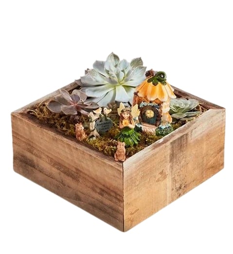 Enchanted Fairy Succulent Garden