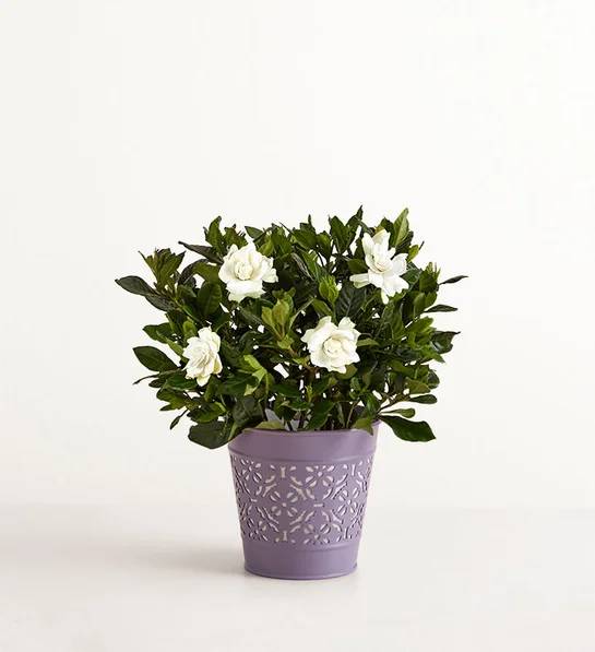 Fragrant Gardenia (Small)