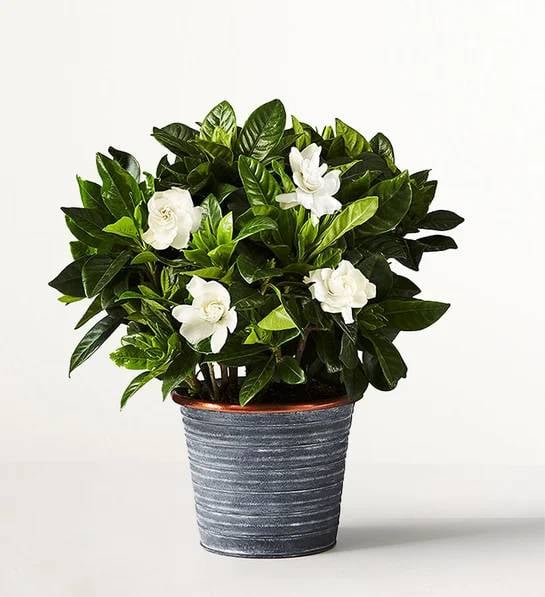 Gardenia Blooms (Shelf Size (small) with Slate Planter)