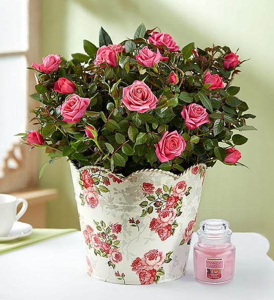 Classic Budding Rose (Small)