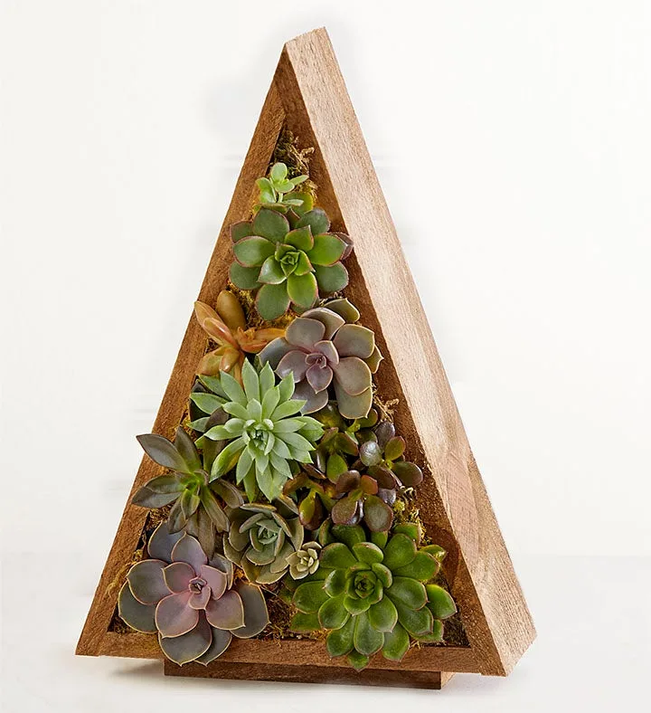 Spectacular Succulent Tree-LG w. Lights