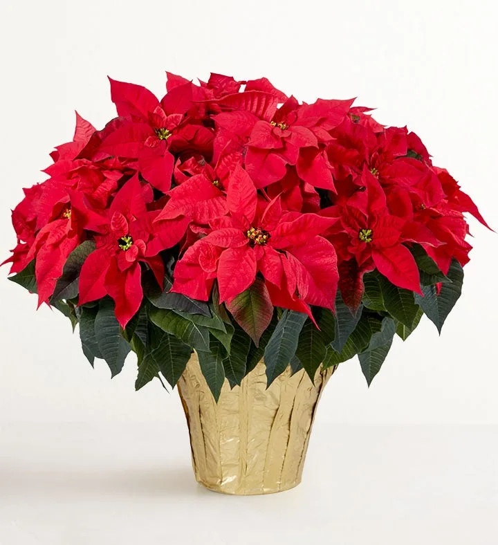 Red Holiday Poinsettia Floor Plant-10IN