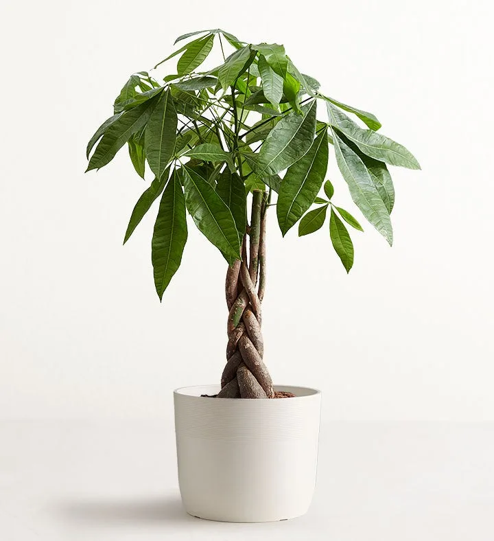 Heartfelt Remembrance Tree Floor Plant