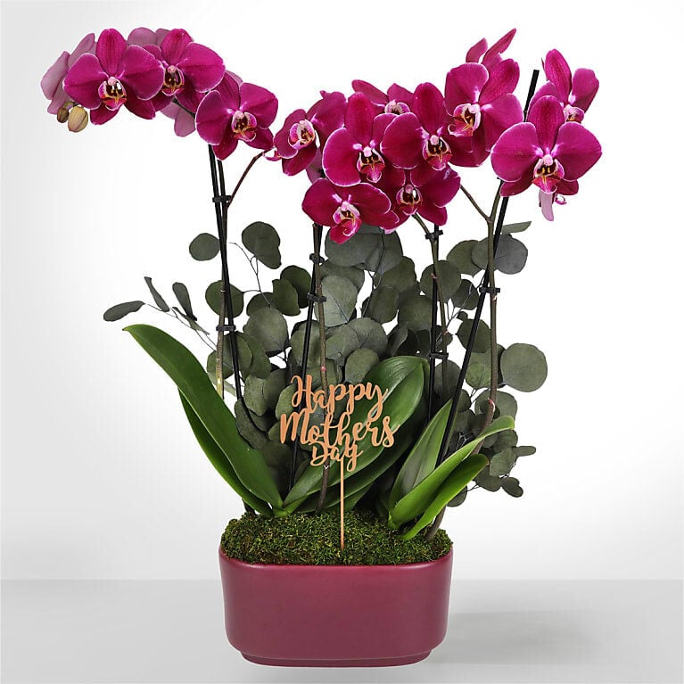Enduring Elegance Orchid Planter for Mom