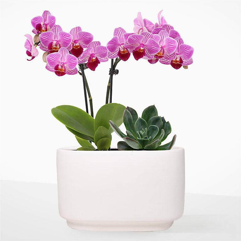 Blushing Pink Orchid & Succulent Duo
