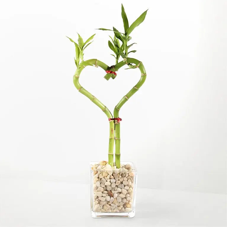 Love Knot Bamboo