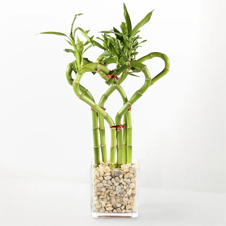 Love Ties Bamboo